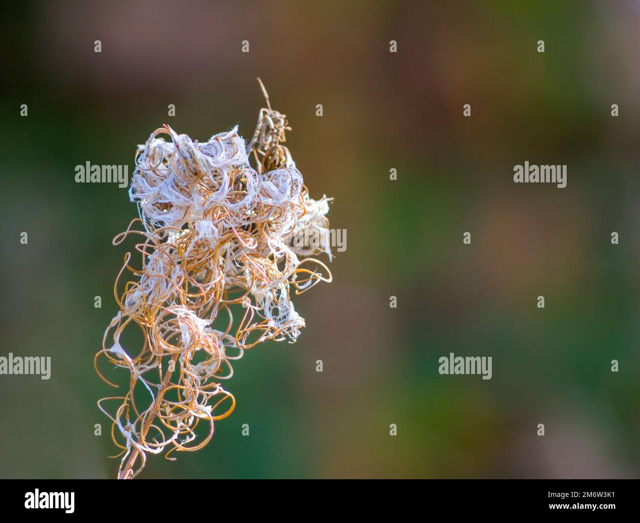 Abstrakte Naturform einer verwelkten Pflanze im Herbst Stockfoto