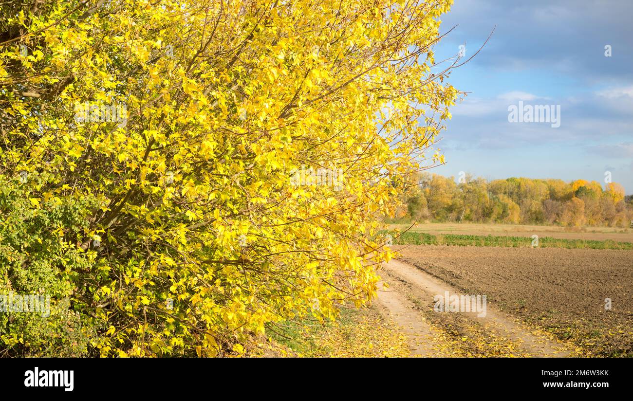 Schönen Herbst Landschaft mit gelben Bäume und die Sonne. Buntes Laub in den Park. Fallende Blätter natürlichen Hintergrund Stockfoto