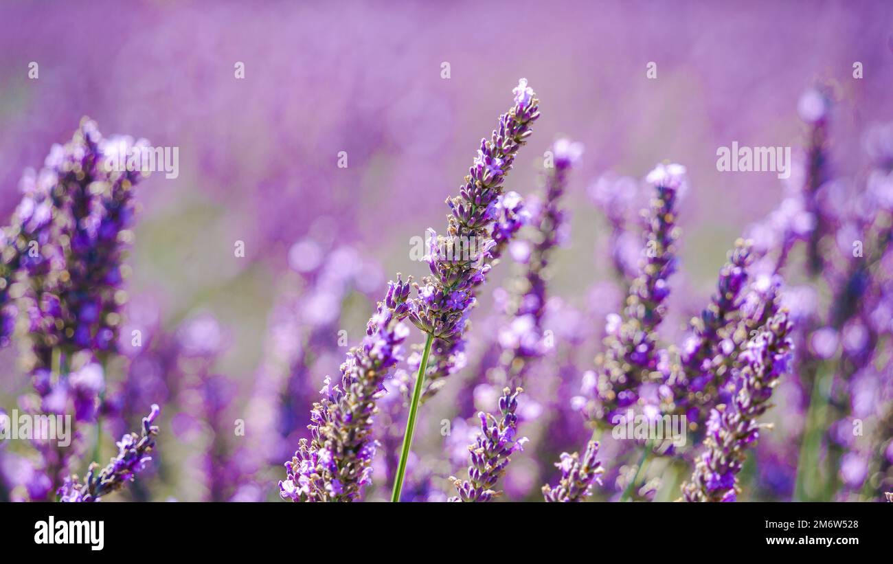 Lavendel Provence Frankreich Stockfoto