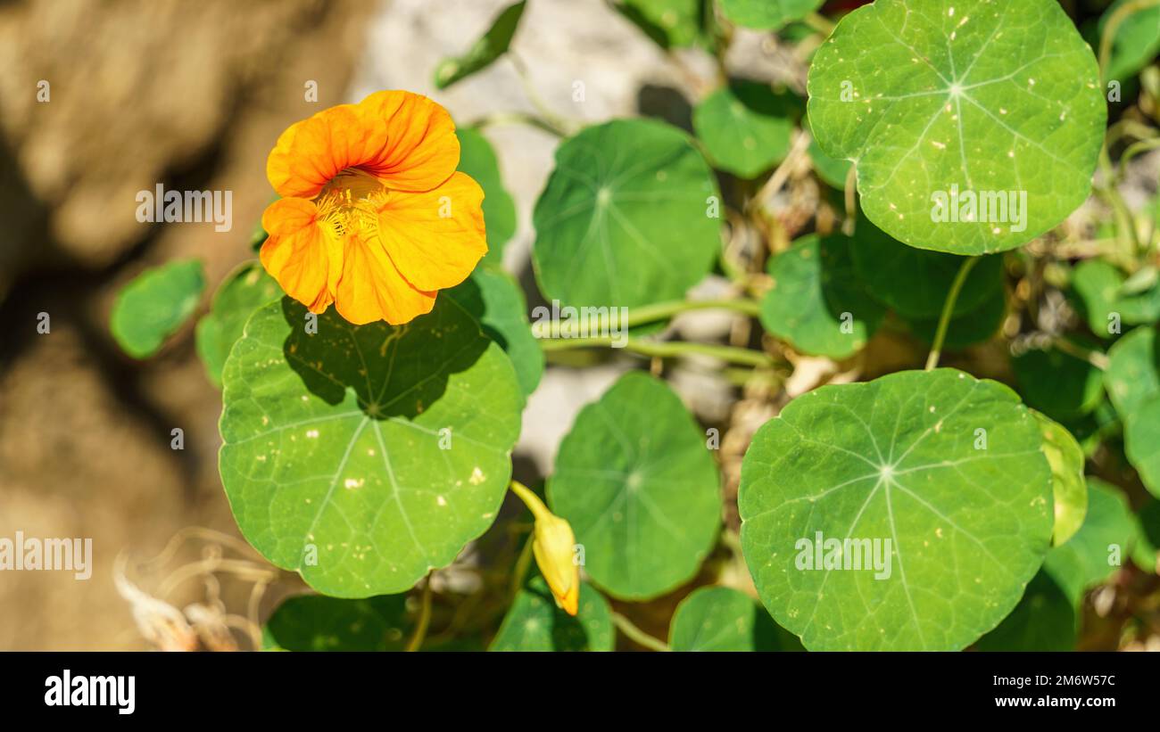 Kapuzinerkresse Blume Stockfoto