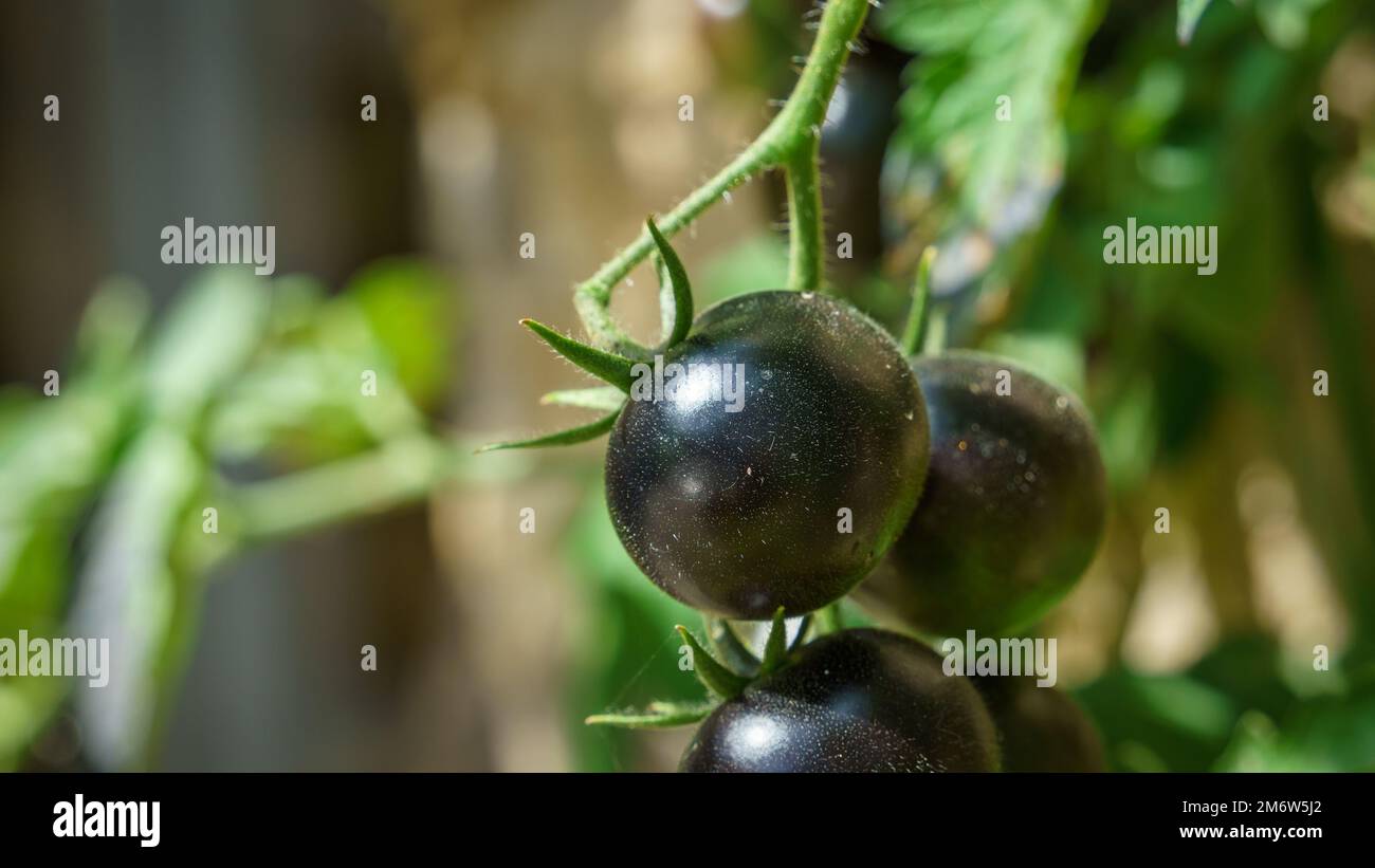 Schwarze Tomaten im Garten Stockfoto
