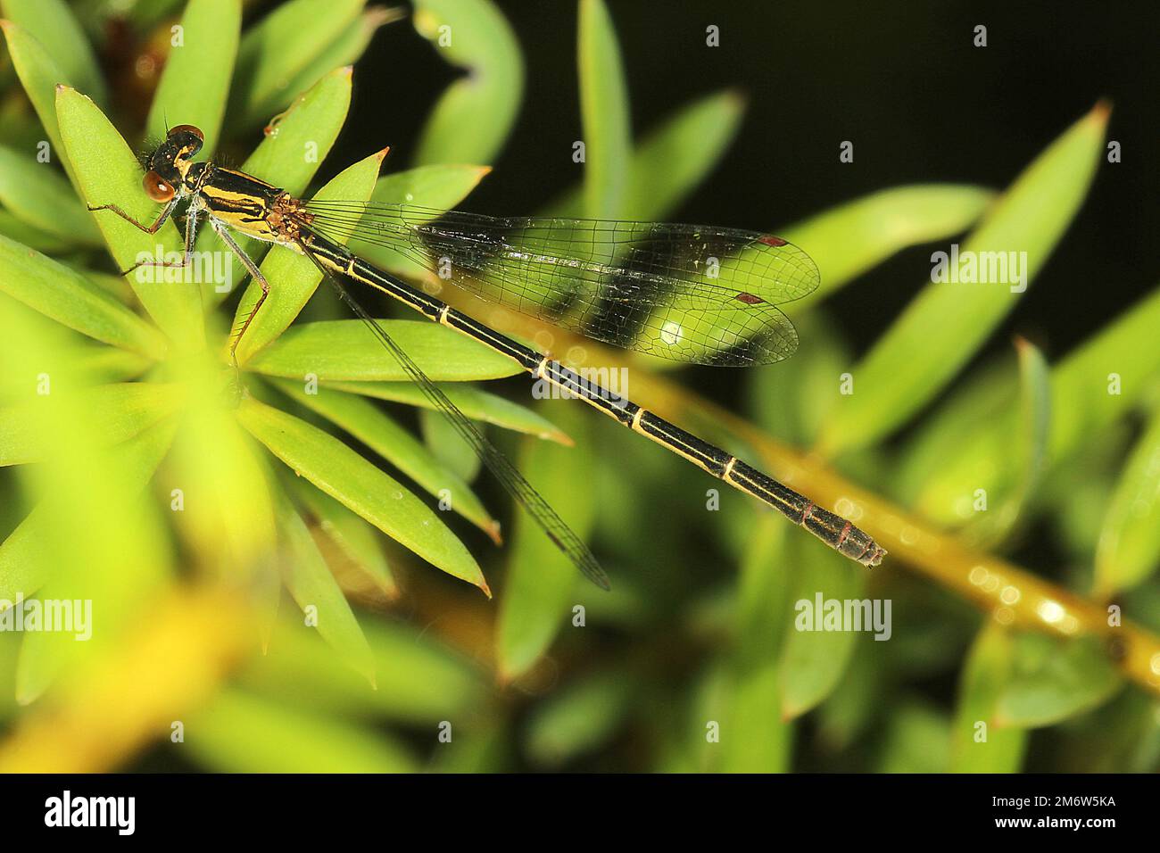 Weibliche Rote Jungfliege (Xanthocnemis zealandica) Stockfoto