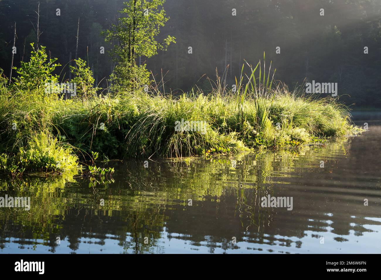 See im Wald Stockfoto