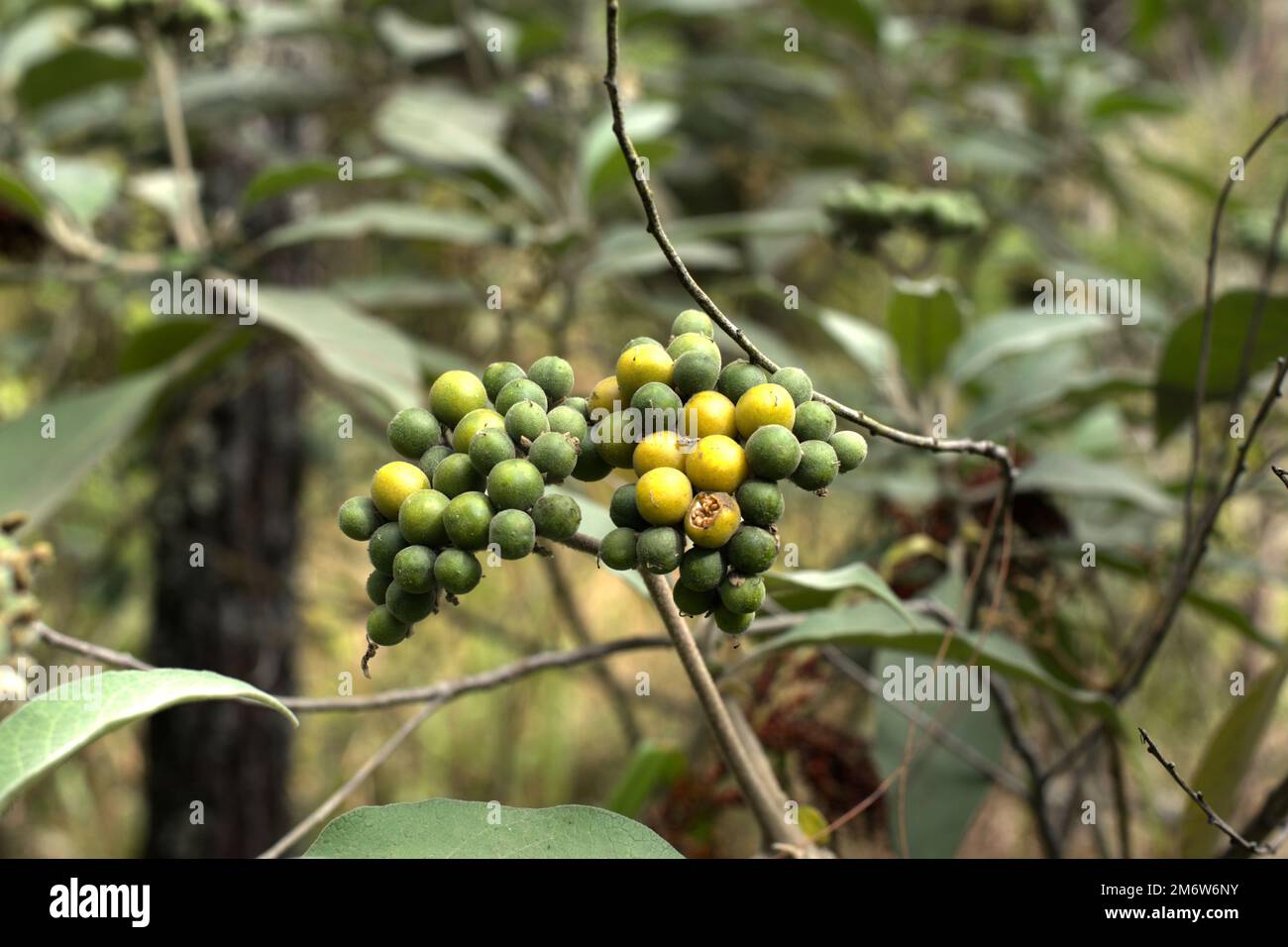 Die Früchte der Kartoffelpüree (Solanum erianthum) im Gede Pangrango-Nationalpark, West-Java, Indonesien. Die Spezies hat nach Angaben der Einheimischen eine Reihe von Wirkstoffen, die sie hauptsächlich als traditionelle Medizin verwenden. Stockfoto