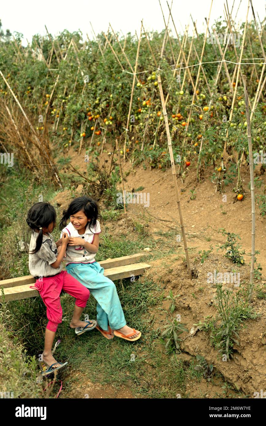 Kinder haben Freizeit, während sie über einem Graben auf einer Tomatenfarm im Dorf Sarongge, Ciputri, in der Nähe des Mount Gede Pangrango Nationalparks in West Java, Indonesien, sitzen. Die Erhaltung der Wälder sollte im Einklang mit den Bemühungen um den Ausbau der Kapazitäten der in der Umgebung lebenden Gemeinschaften erfolgen. Stockfoto