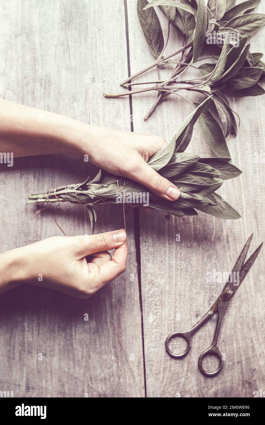 Hände, die weißen Salbei-Wischstock machen, natürliches Räucherwerk für Zuhause und Meditation, Stockfoto