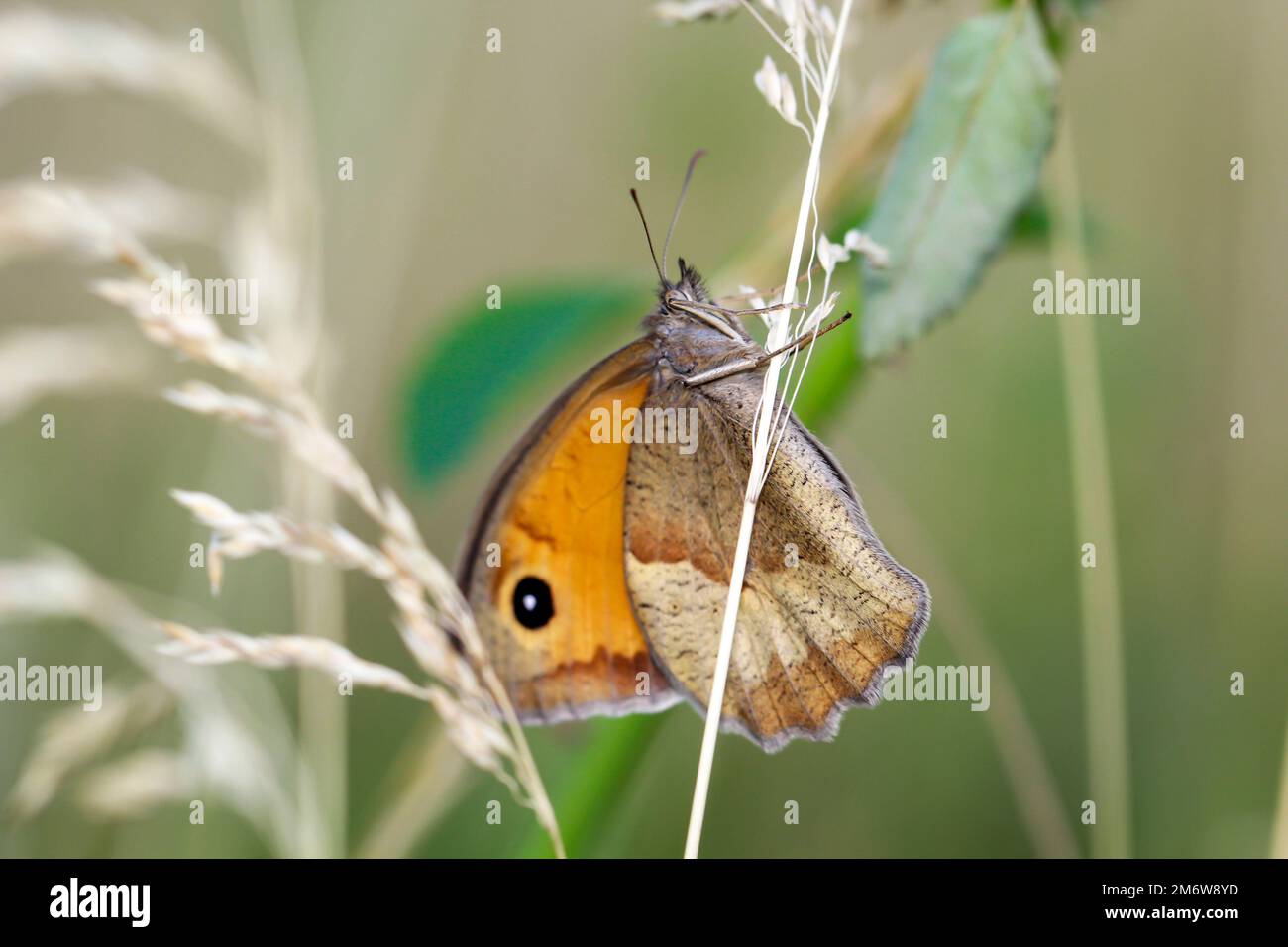 Ein grosses Ochsenauge (Maniola jurtina) auf einer Graspflanze. Stockfoto