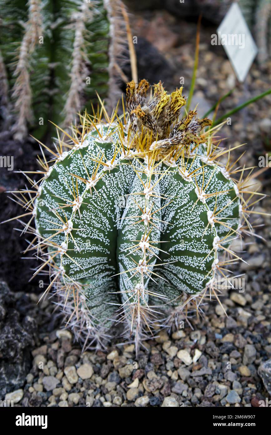 gummistiefel kaktus Gummistiefel Naturkautschuk | Grün Drache main image 0