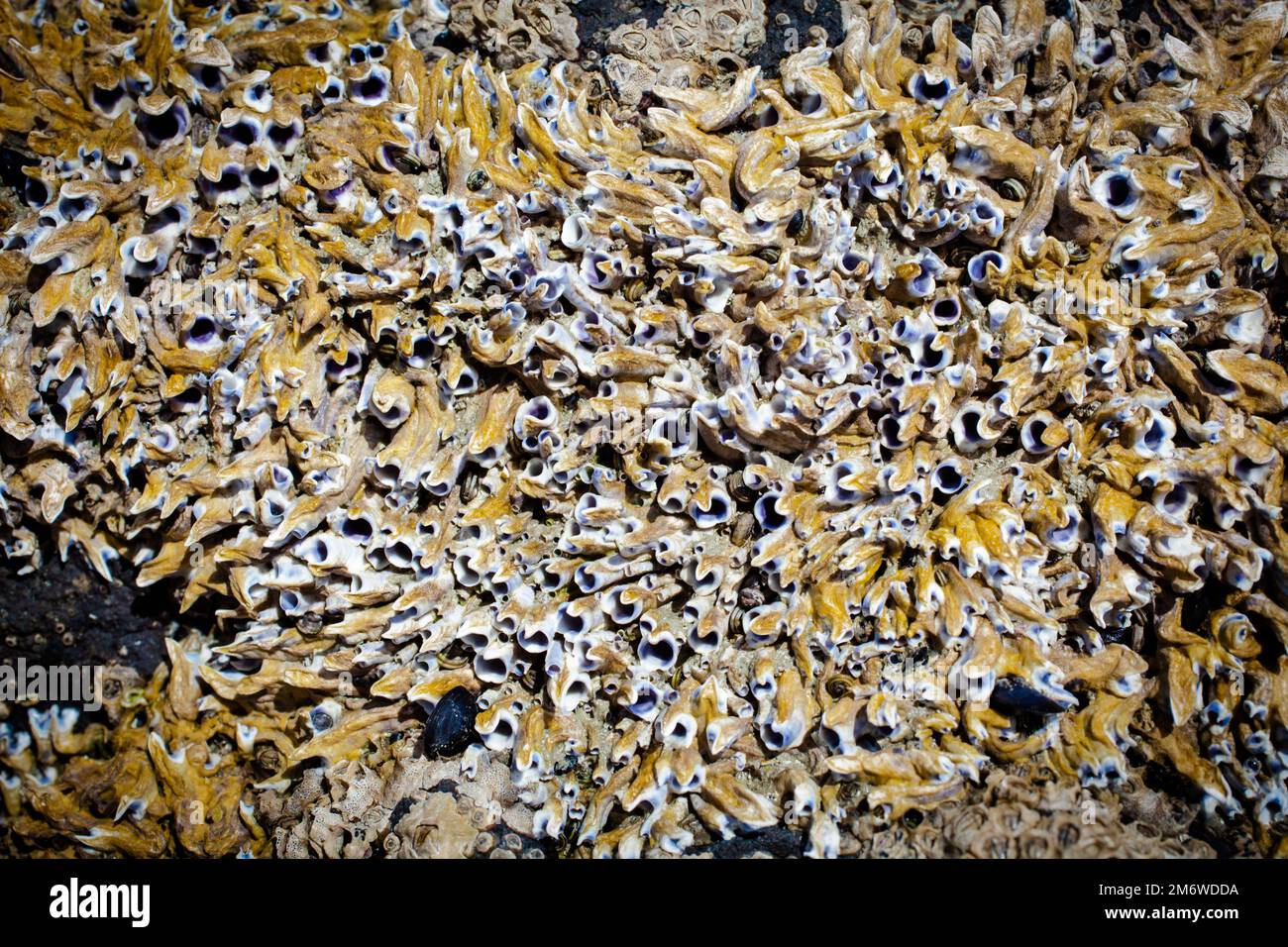 Ein Blick auf das Leben in Neuseeland: Reichlich Meeresfrüchte, essbare Algen und Schalentiere an einer felsigen Küste. Stockfoto