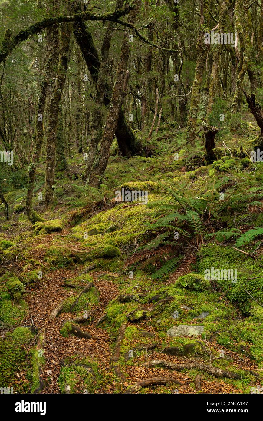 Die Tasmanischen gemäßigten Regenwälder sind ein gemäßigtes Laubbbläschen- und Mischwaldökoregion im Westen Tasmaniens. Stockfoto