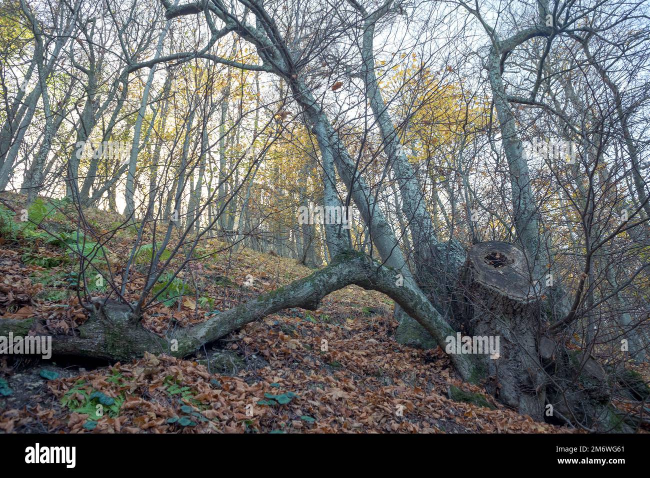 Baumstumpf in einem hellen Herbstwald Stockfoto