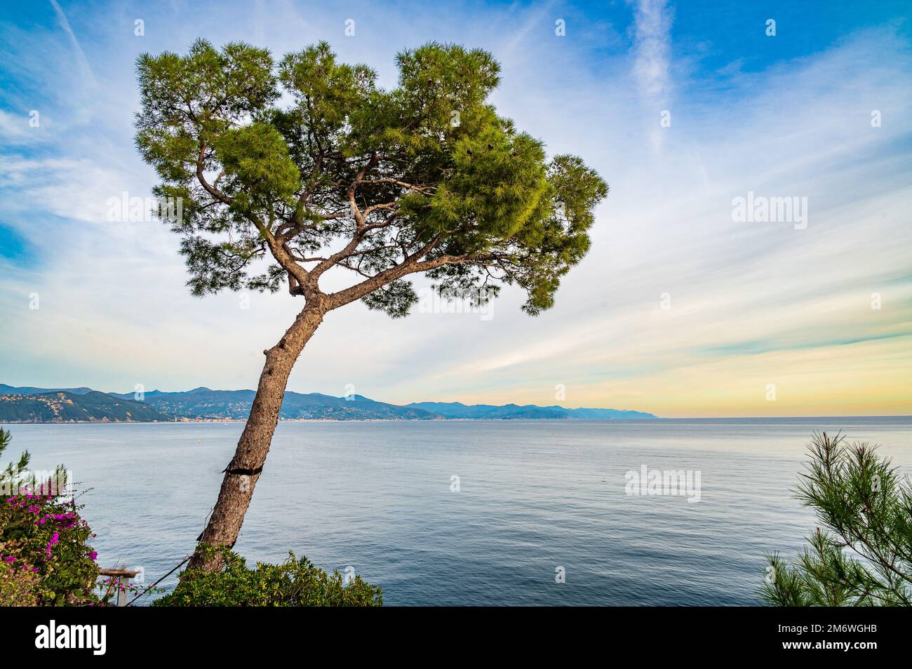 Marine Pine am ligurischen Ufer Stockfoto