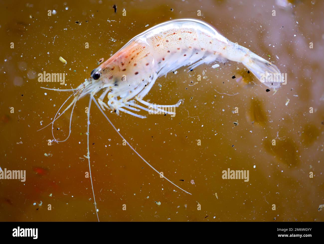 Nahaufnahme eines Amano-Shrimps in einem Aquarium. Stockfoto
