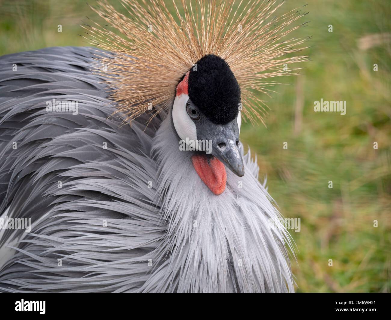 Wunderschöner Vogel, grau Bekrönter Kranich mit blauem Auge und roter Wattle Stockfoto