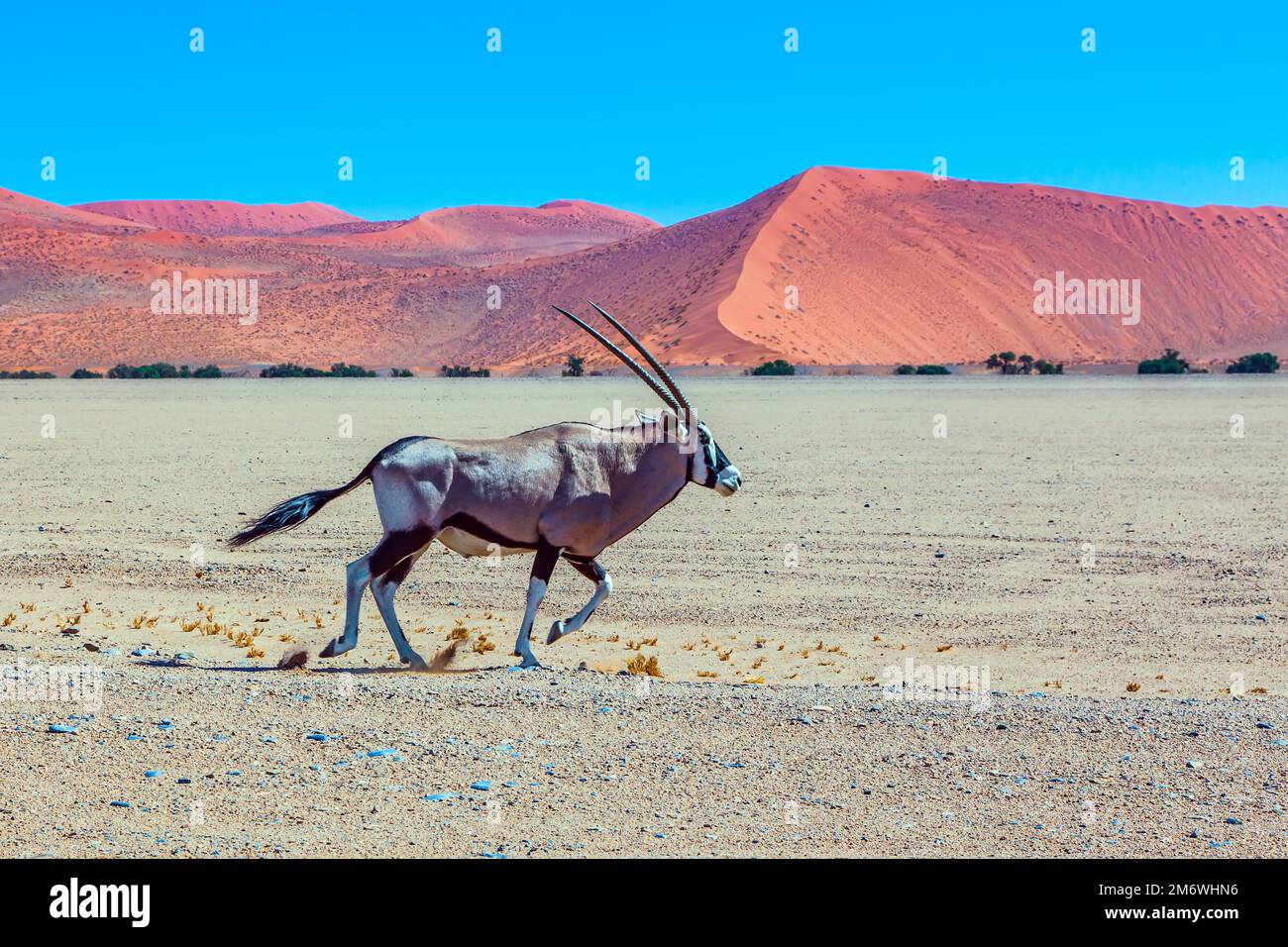 Oryx Antelope mit langen Hörnern Stockfoto