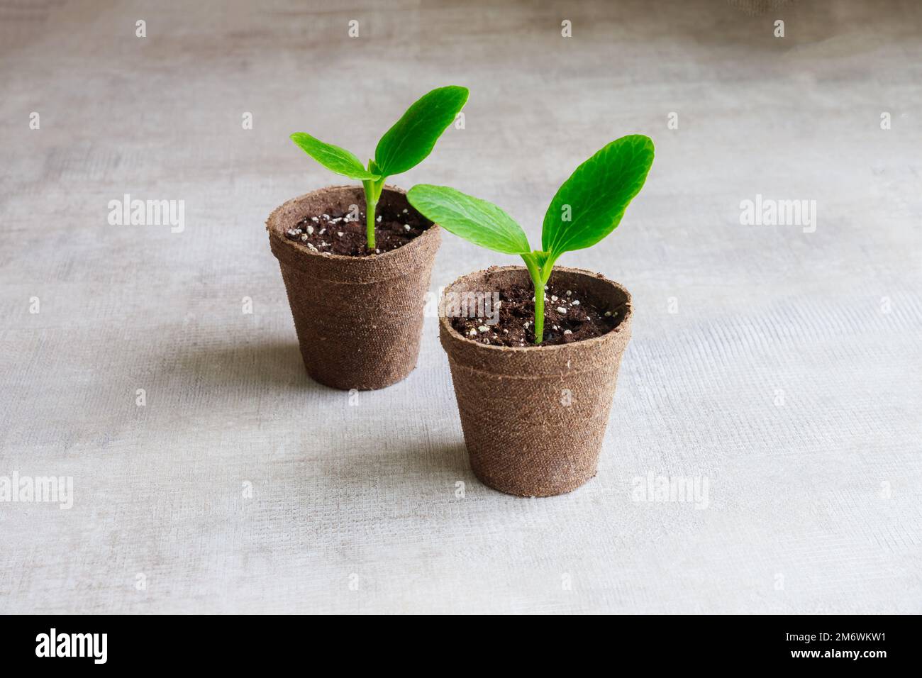 In einem Topf wachsen junge Gurkenkeimlinge. Stockfoto