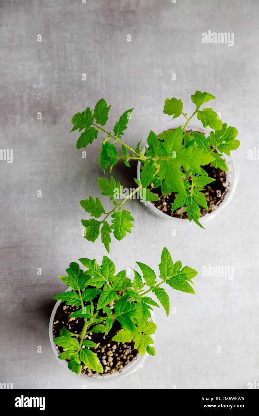 Tomatenpflanzenkeimlinge, die in einem Kunststofftopf wachsen. Stockfoto
