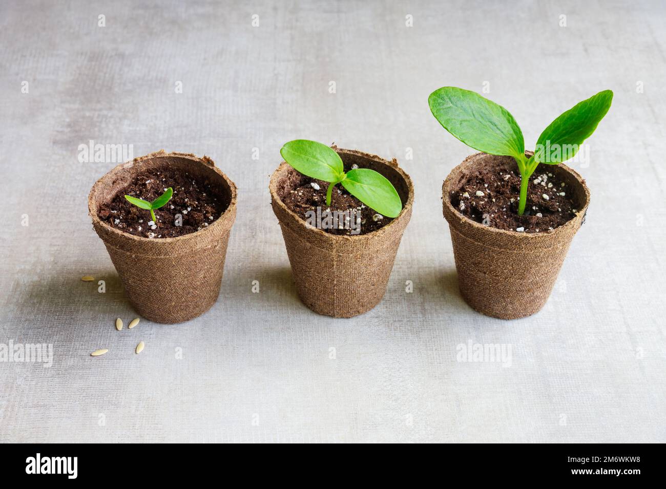 Ein junger Zucchini-Setzling wächst in einem Topf. Stockfoto