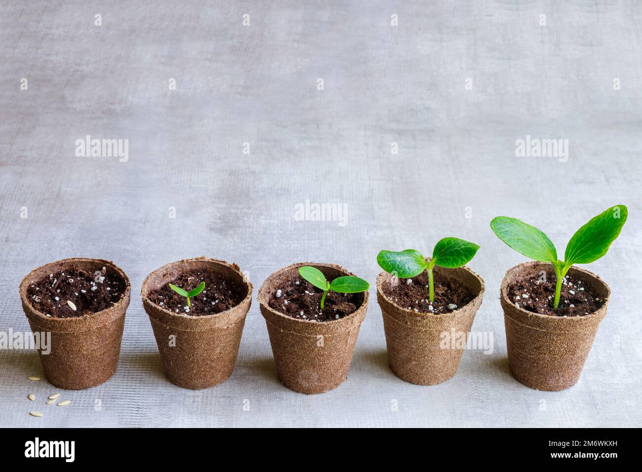 Die Samen einer Zucchini-Pflanze wachsen in einem Topf. Stockfoto