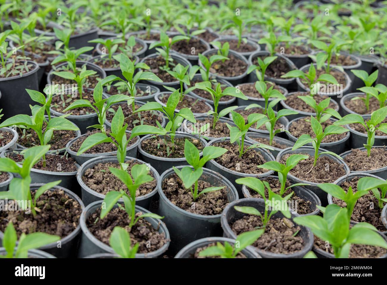 Viele Gurkenkeimlinge wachsen in Töpfen. Stockfoto