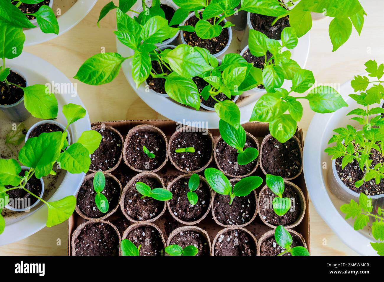 Zu Hause in Töpfen angebaute Gemüsesämlinge. Stockfoto