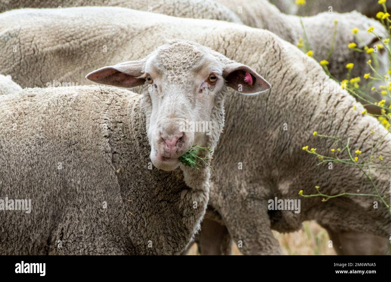 Am Luftwaffenstützpunkt Travis, Kalifornien, kaut ein Schaf auf dem Grün. 6. Mai 2022. Eine Herde von etwa 1.000 Schafen wurde freigelassen, um überwuchertes Unkraut zu beseitigen, sodass keine Herbizide und Maschinen mehr benötigt werden. Diese Weidemethode spart Zeit und Geld, reduziert Brandgefahren und schützt die Umwelt. Stockfoto