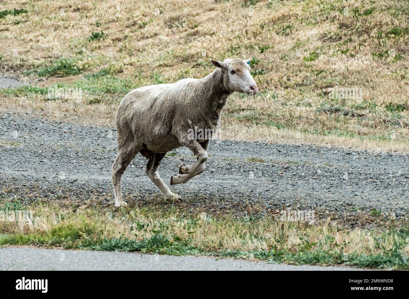 Am Luftwaffenstützpunkt Travis, Kalifornien, zieht sich ein Schaf auf den freien Platz. 6. Mai 2022. Eine Herde von etwa 1.000 Schafen wurde freigelassen, um überwuchertes Unkraut zu beseitigen, sodass keine Herbizide und Maschinen mehr benötigt werden. Diese Weidemethode spart Zeit und Geld, reduziert Brandgefahren und schützt die Umwelt. Stockfoto