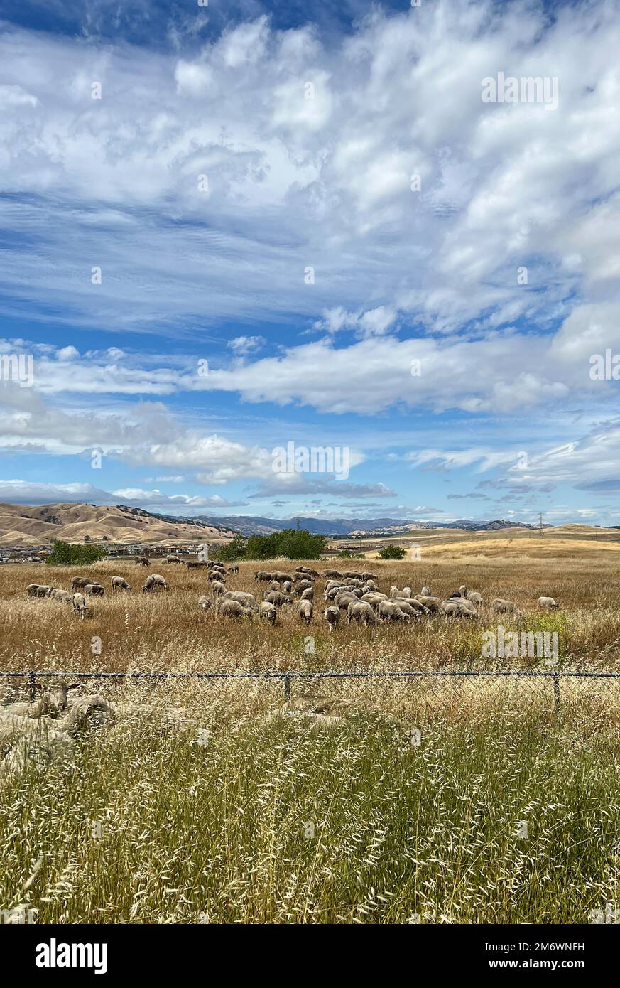 Schafe grasen auf einem Feld am Luftwaffenstützpunkt Travis, Kalifornien, 6. Mai 2022. Die Herde von etwa 1.000 Schafen wurde freigelassen, um überwuchertes Unkraut zu beseitigen, ohne dass Herbizide und Maschinen erforderlich waren. Diese Weidemethode spart Zeit und Geld, reduziert Brandgefahren und schützt die Umwelt. Stockfoto