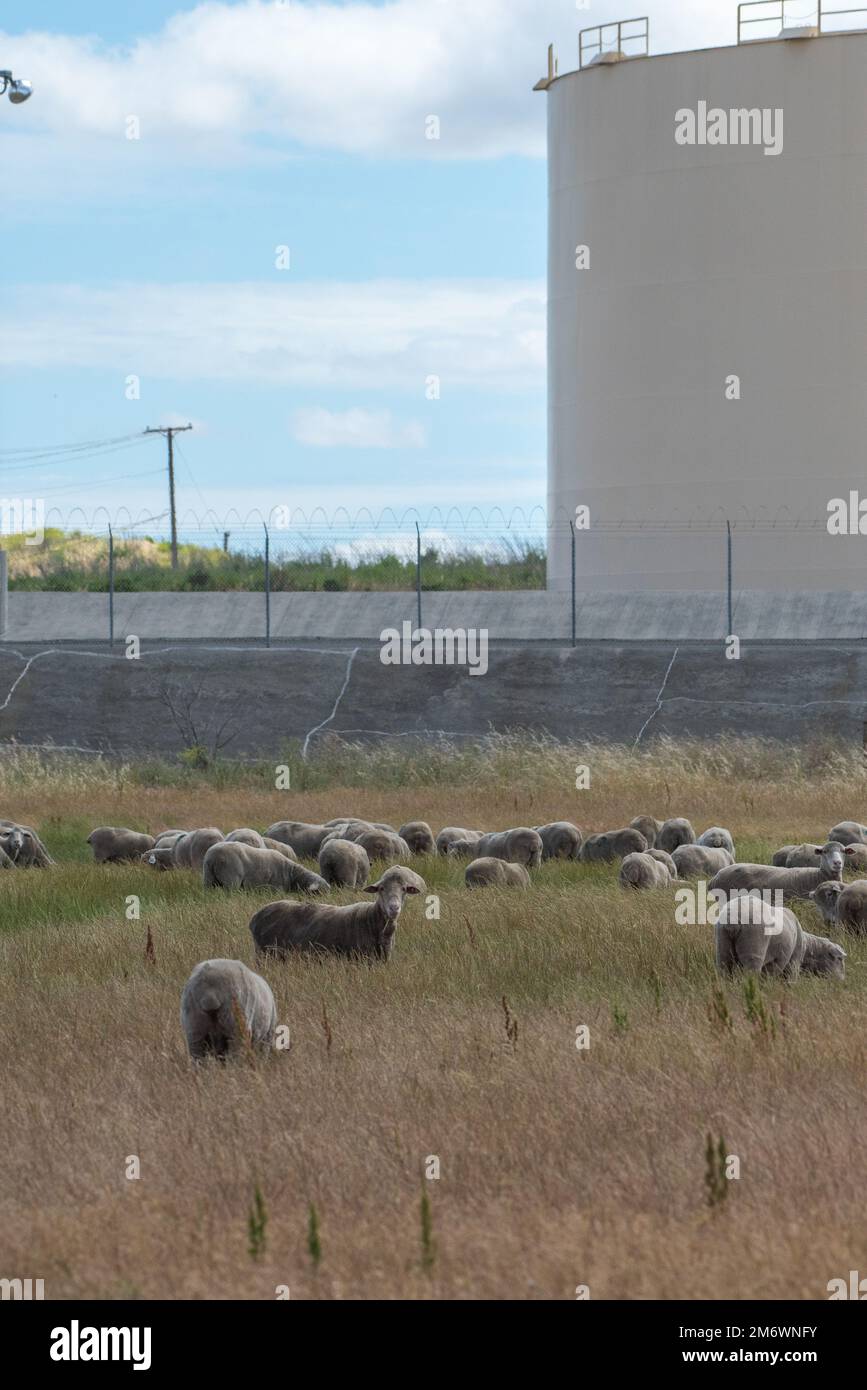 Schafe grasen auf einem Feld am Luftwaffenstützpunkt Travis, Kalifornien, 6. Mai 2022. Die Herde von etwa 1.000 Schafen wurde freigelassen, um überwuchertes Unkraut zu beseitigen, ohne dass Herbizide und Maschinen erforderlich waren. Diese Weidemethode spart Zeit und Geld, reduziert Brandgefahren und schützt die Umwelt. Stockfoto