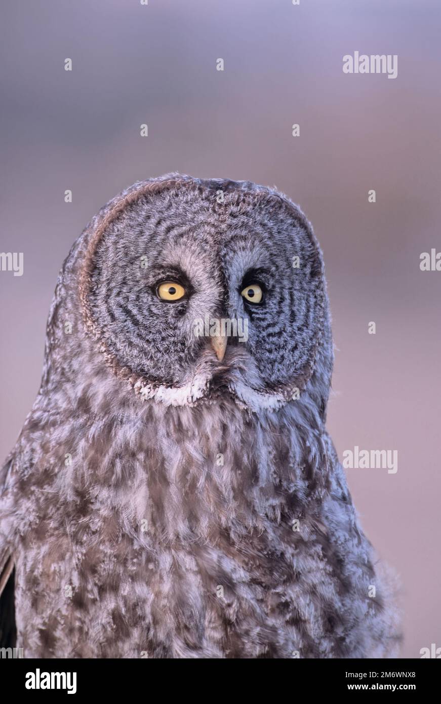 Ein Porträtblick auf eine große graue Eule „Strix nebulosa“, hoch oben auf einem schlanken Stock im warmen Abendlicht Stockfoto