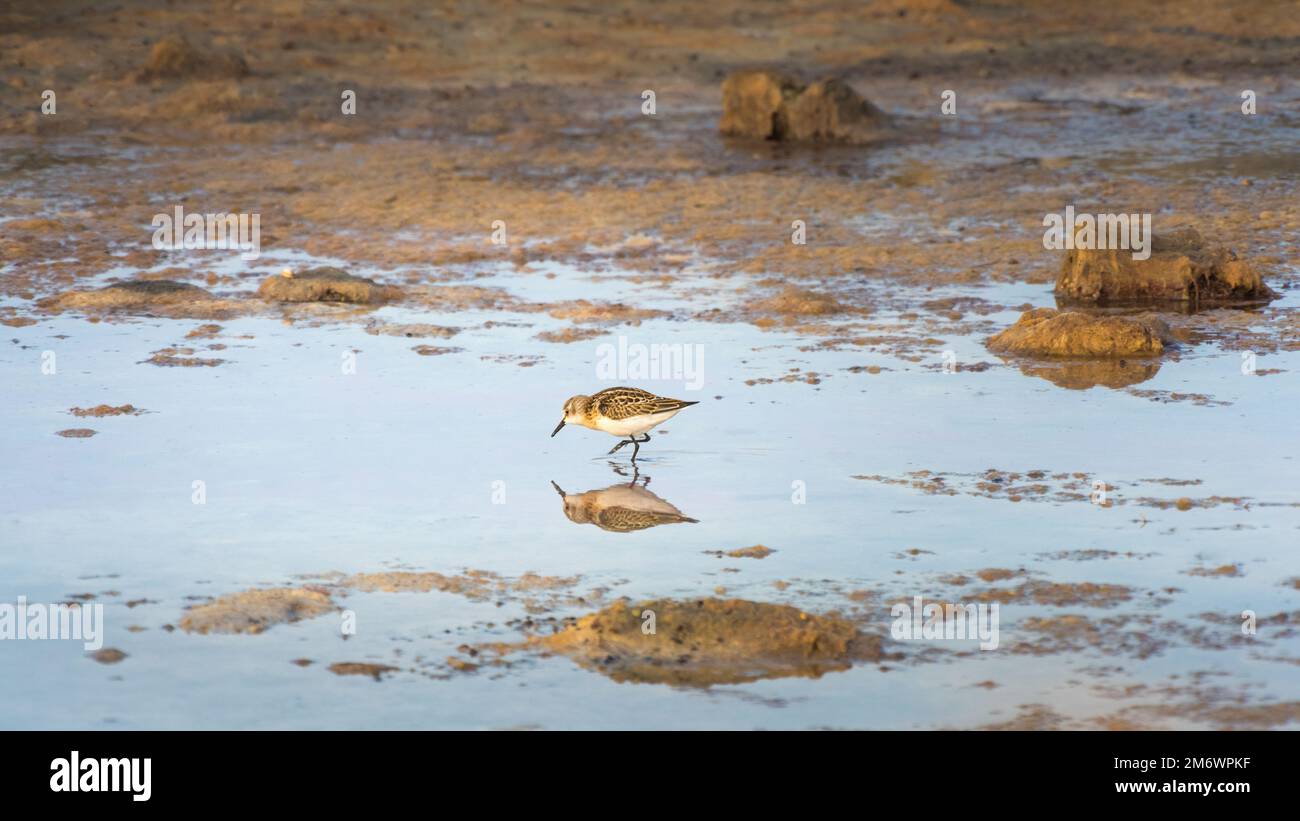 Sanderling, Calidris alba, Erwachsener, der sich in den Winterschlafvogel stürmt Stockfoto