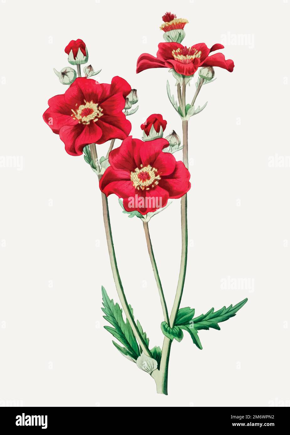 Vintage Chilian guem Blumenzweig zur Dekoration Stock Vektor