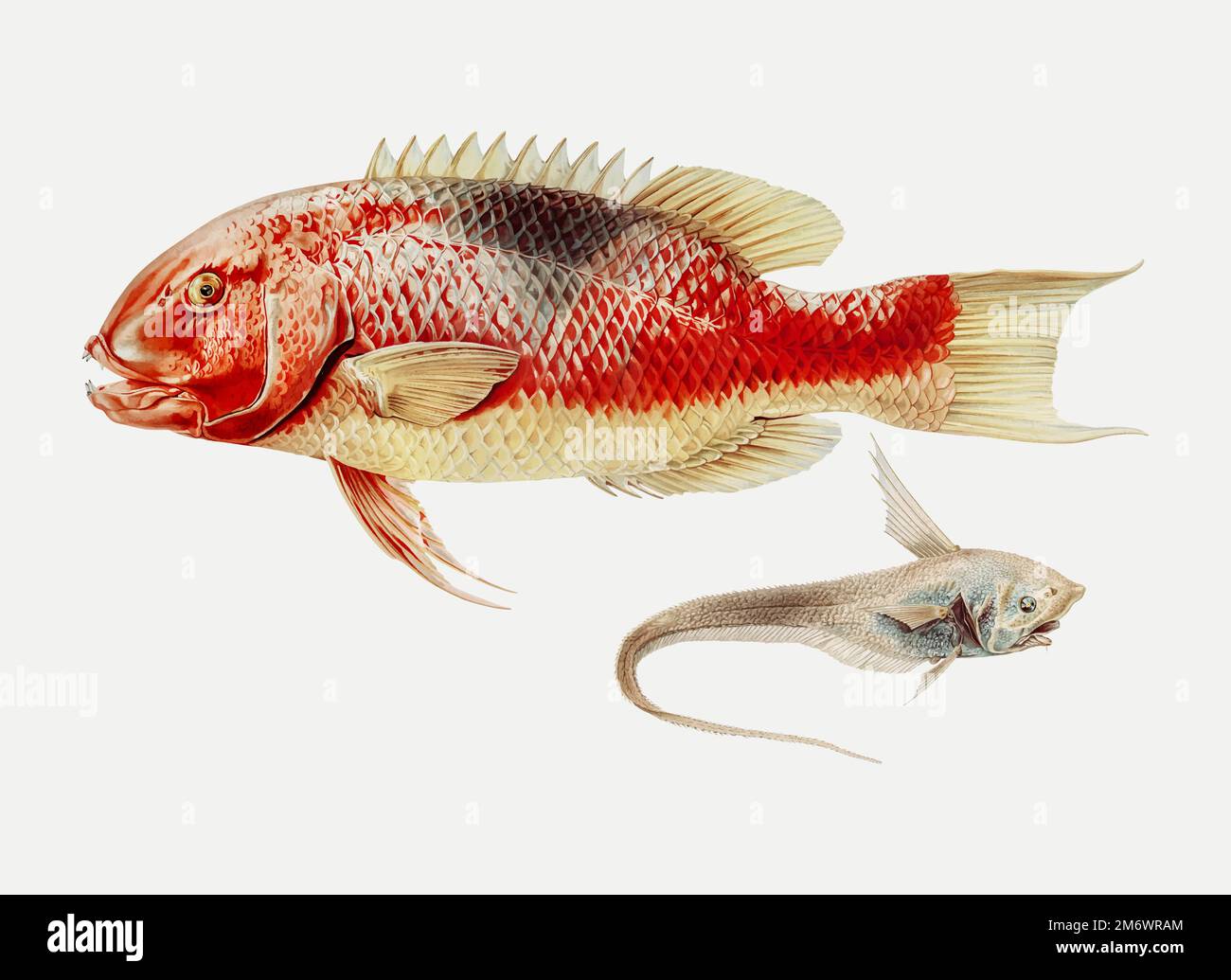 Hogfish und ein Rochenflossfisch-Illustration Stock Vektor