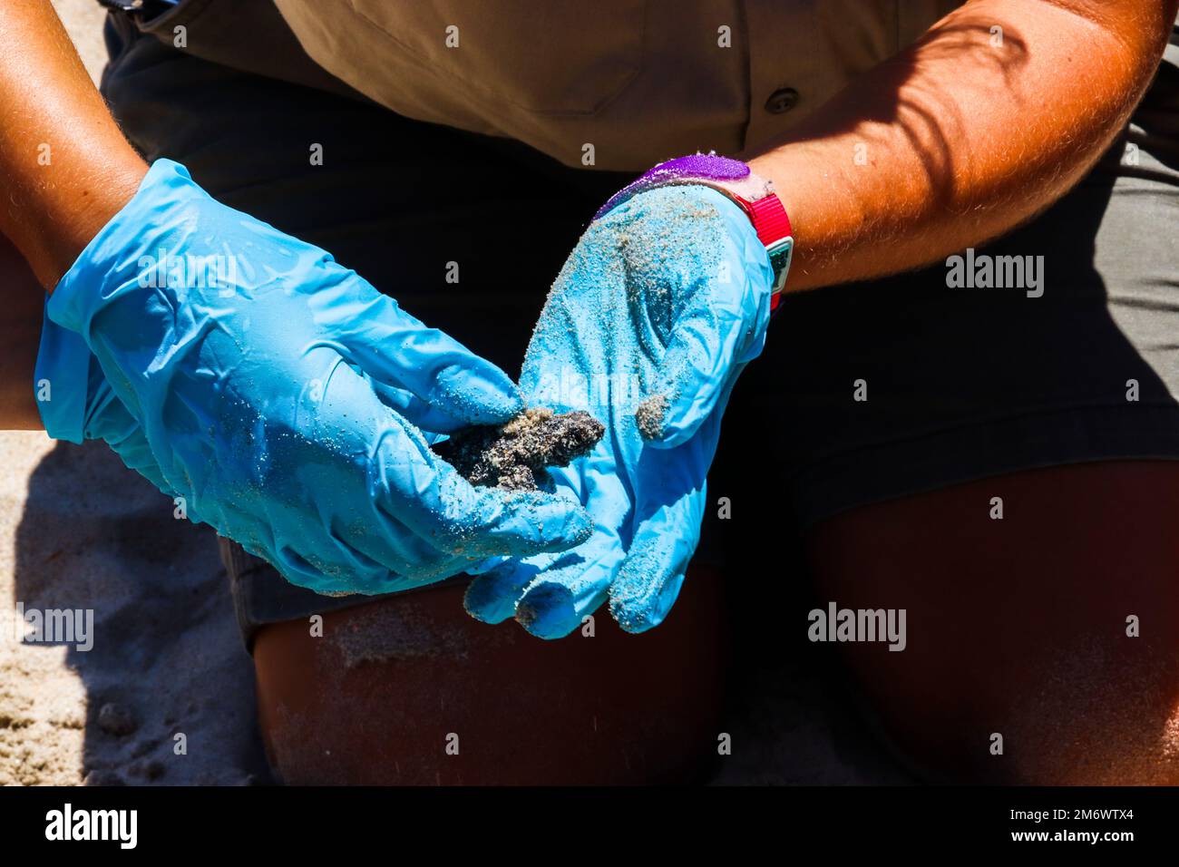 Bedrohte Meeresschildkröten schlüpfen am Strand mit Hilfe von Park Rangern in Outer Banks, North Carolina Stockfoto