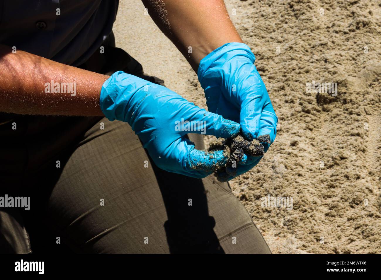 Bedrohte Meeresschildkröten schlüpfen am Strand mit Hilfe von Park Rangern in Outer Banks, North Carolina Stockfoto