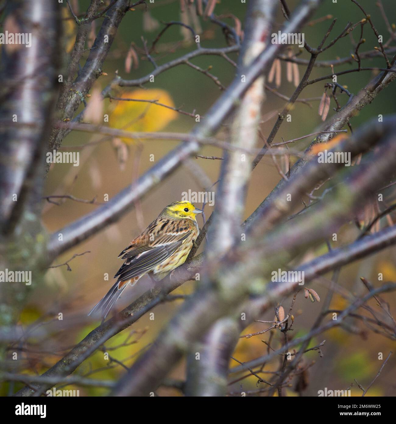 Ein weiblicher Greenfinch [Chloris chloris] Stockfoto