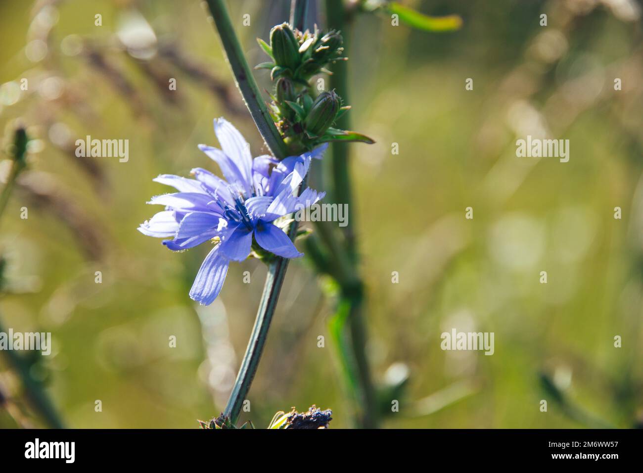 Ein Spaziergang durch glenn innes Stockfoto