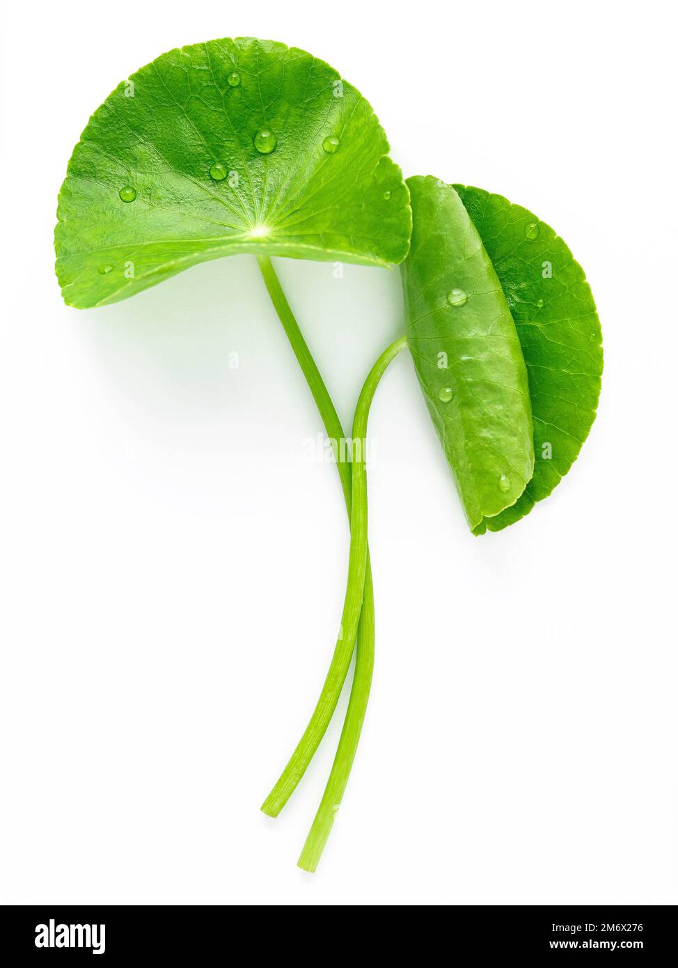 Nahaufnahme centella asiatica Blätter mit regen Tropfen isoliert auf weißem Hintergrund Draufsicht. Stockfoto