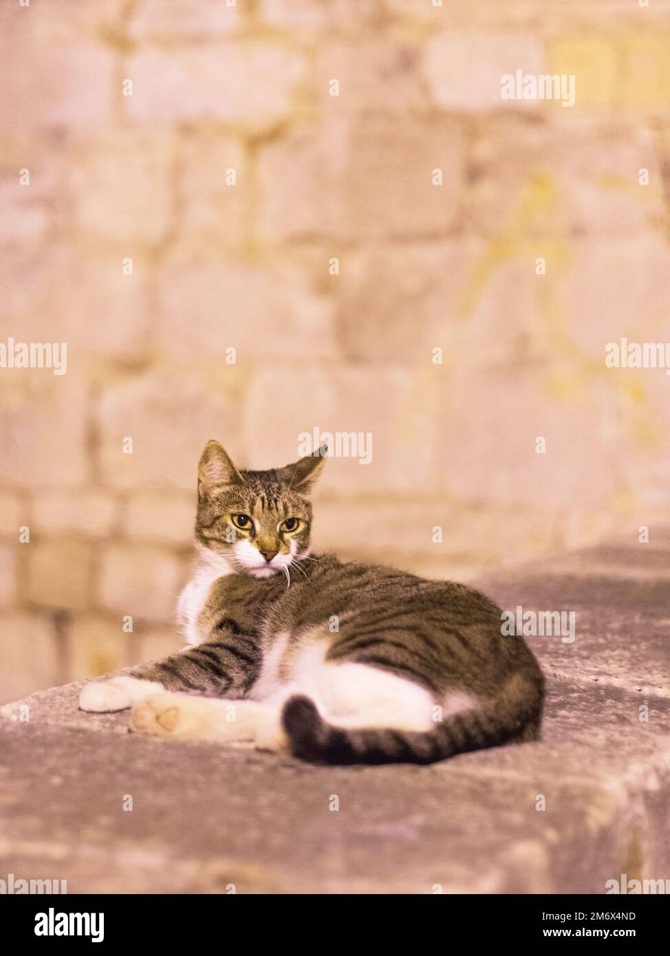 Die Katze sitzt nachts an einer Wand in sibenik Stockfoto