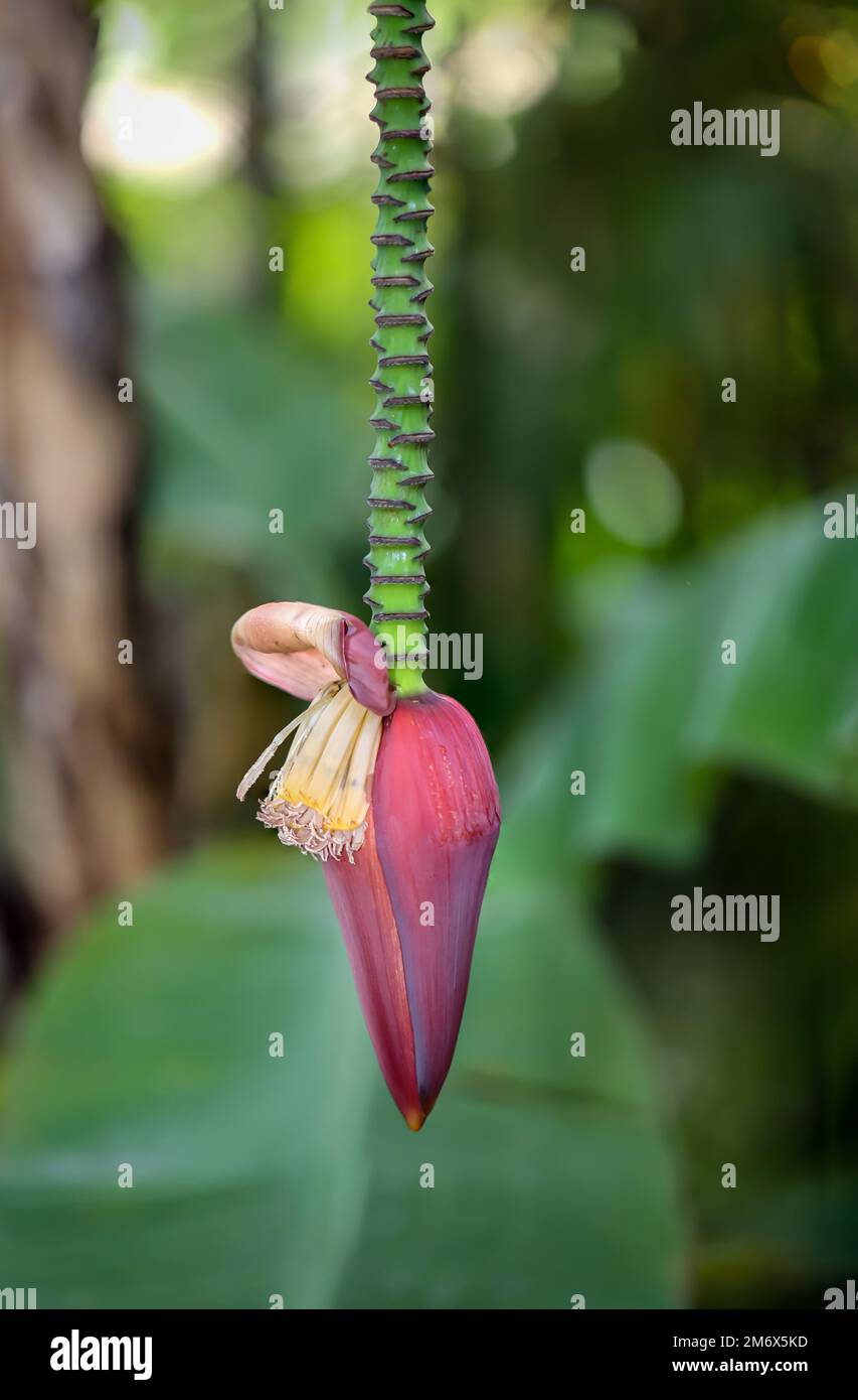 Details einer Zwergbanane (Musa acuminata), Blumen- und Fruchtset. Stockfoto