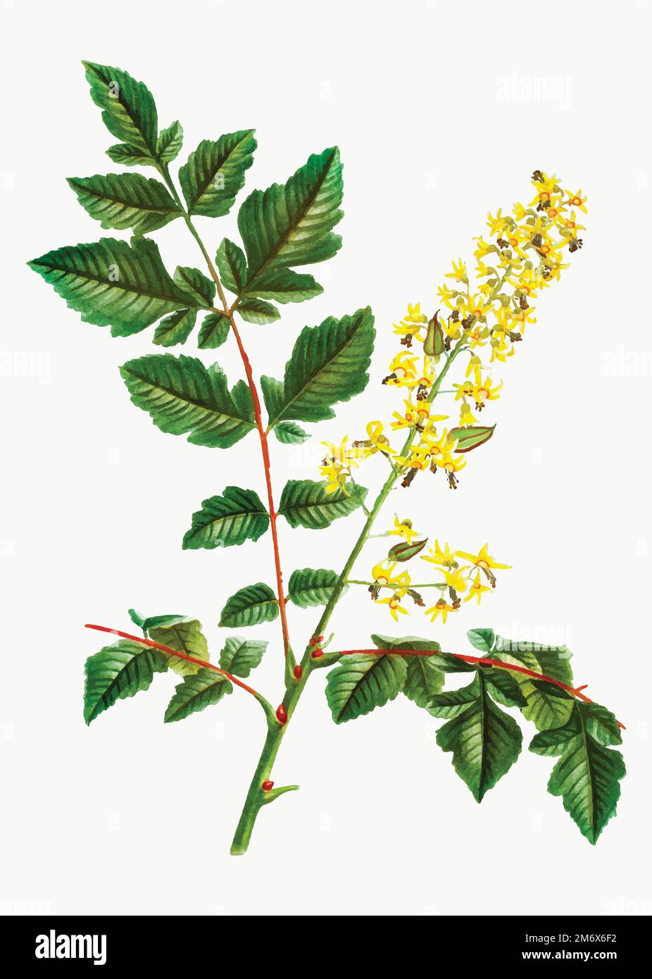 Vektor der Vintage koelreuteria paniculata Blume Stock Vektor