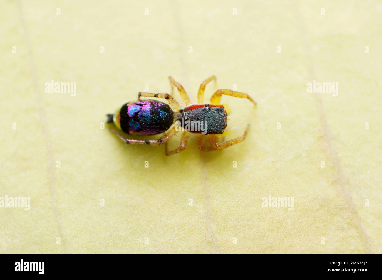 Metallic Jumping Spider - Chrysilla sp , Saswad , Maharashtra , Indien Stockfoto