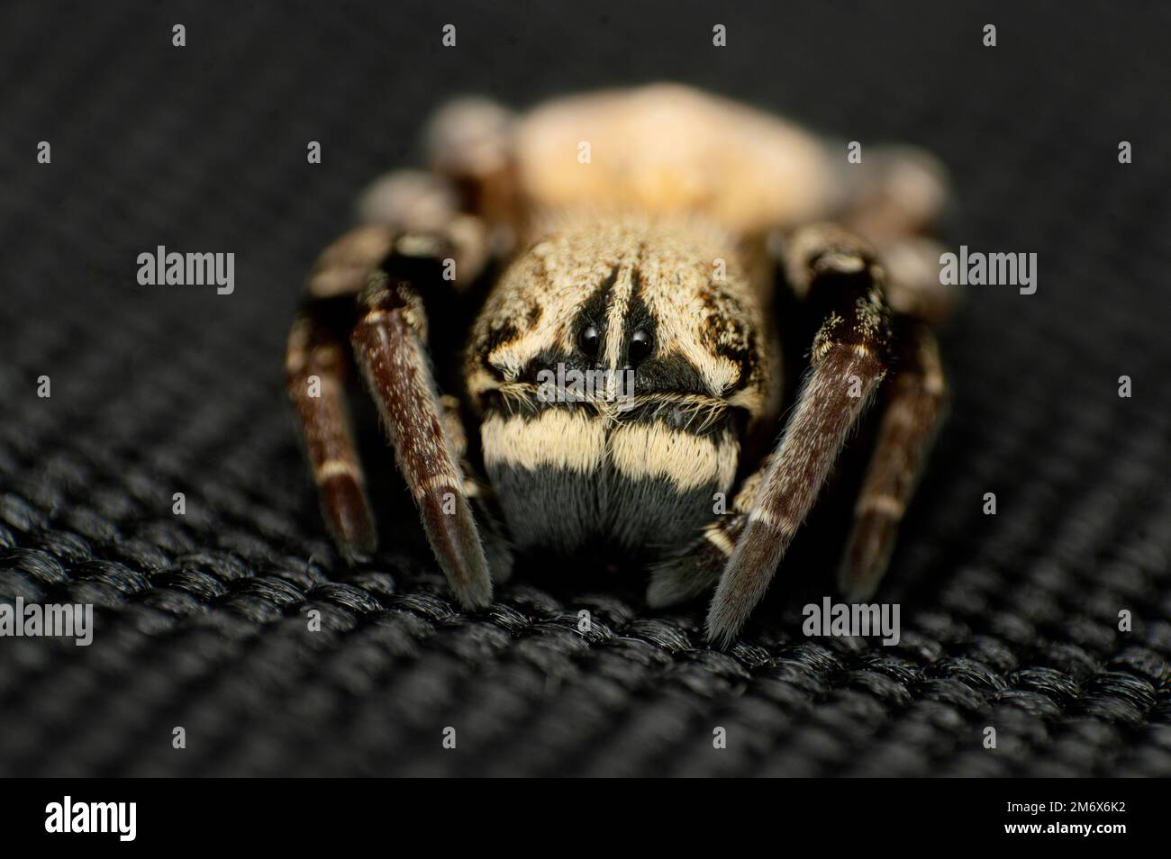 Gesicht der Sozialen Spinne - Stegodyphus sp , Eresidae , Habitat , trockene Laubwälder , feuchte Laubwälder , Verteilung - Asien, Afrika und Europa Stockfoto