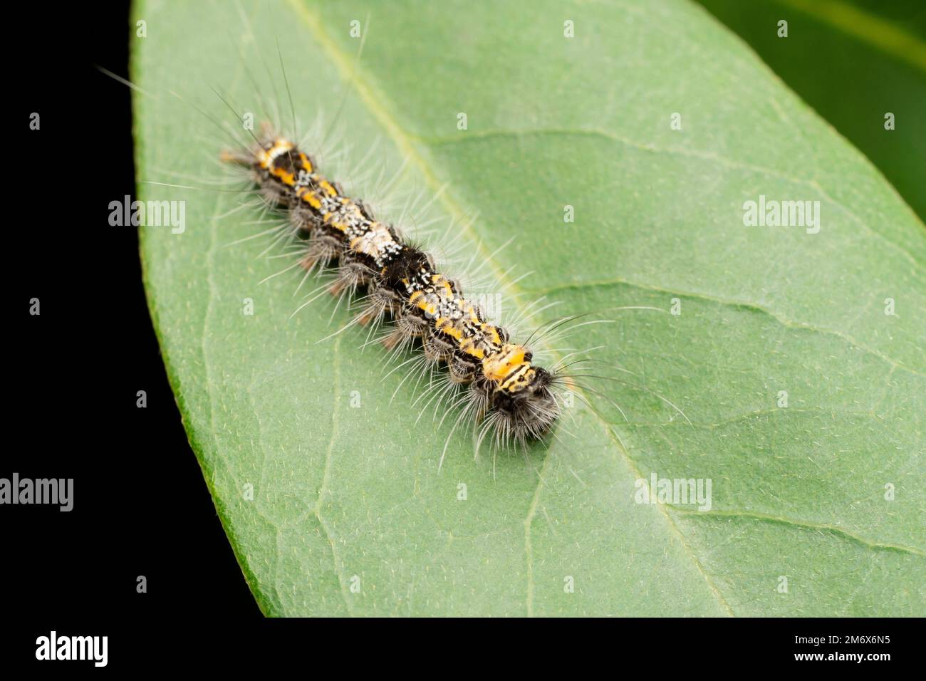 Caterpillar von vier gesuchten Lakaien, Lithosia Quadra, Satara, Maharashtra, Indien Stockfoto