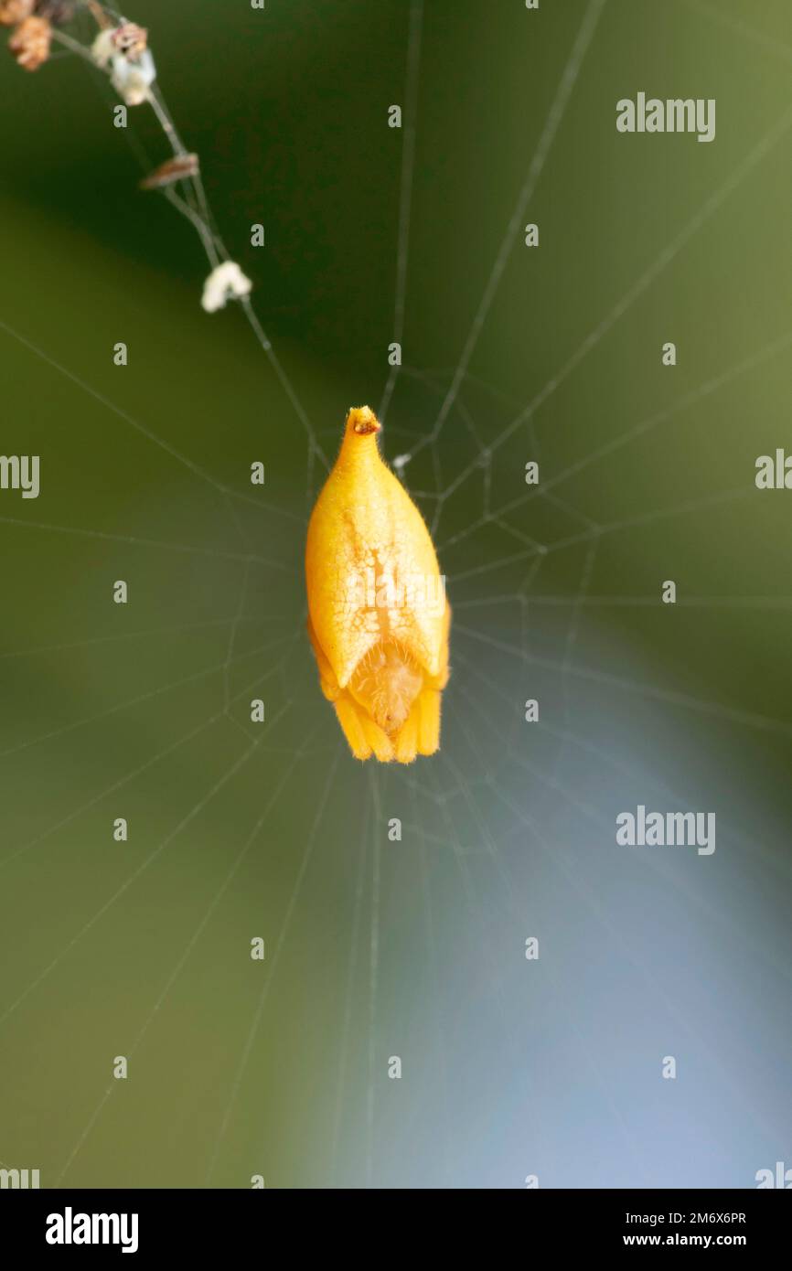 Gelbe Skorpionschwanzspinne, Arachnura melanura, Satara, Maharashtra, Indien Stockfoto