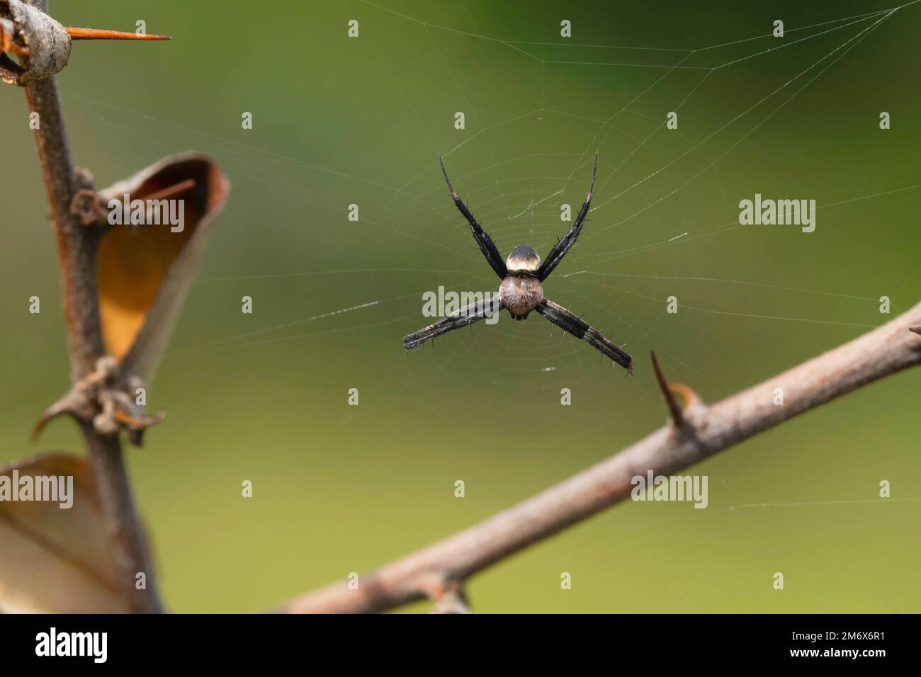 Männliche Signature-Spinne, Argiope keyserlingi, Satara, Maharashtra, Indien Stockfoto