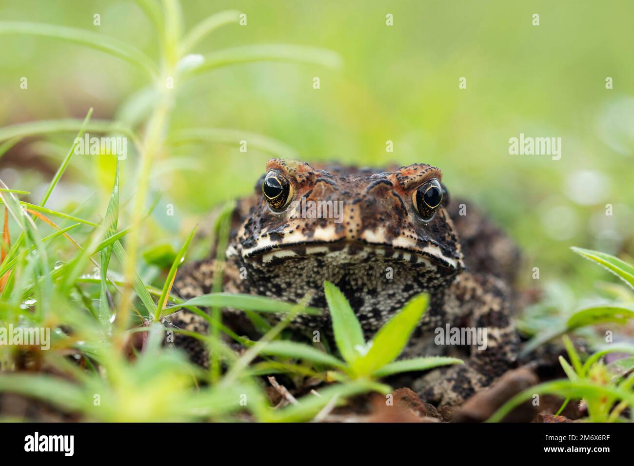 Ridge Toad, Duttaphrynus parietalis, Maharashtra, Indien Stockfoto