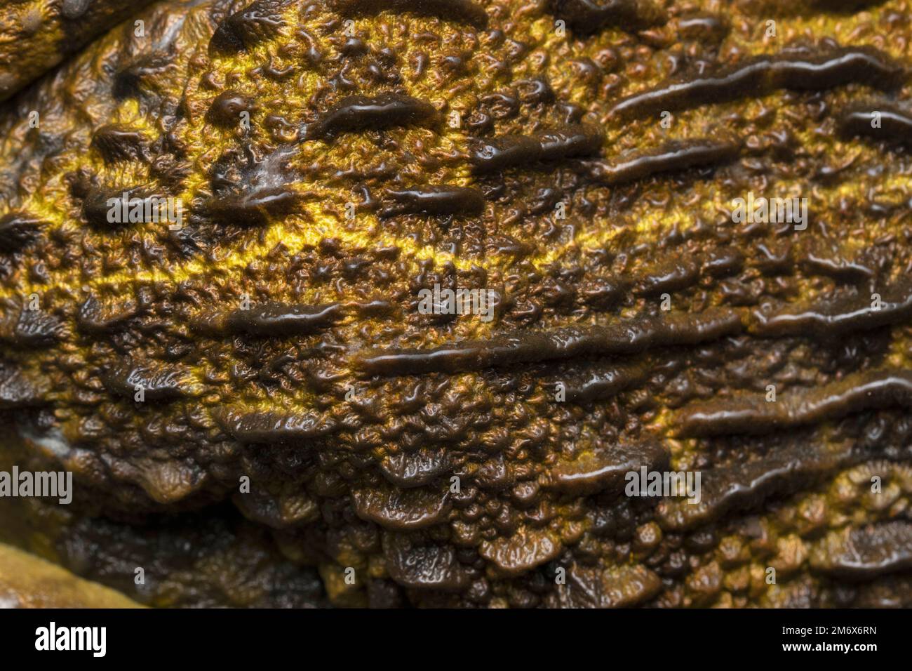 Haut Extreme Nahaufnahme von Bullenfrosch, Haplobatrachus tigerinus, Stara, Maharashtra, Indien Stockfoto