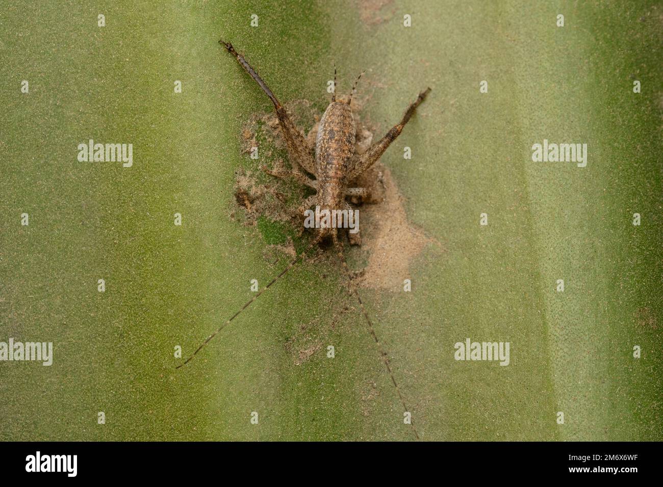 4. instar Cricket, Gryllus indicus oder Indian Locust, Satara, maharashtra, Indien Stockfoto