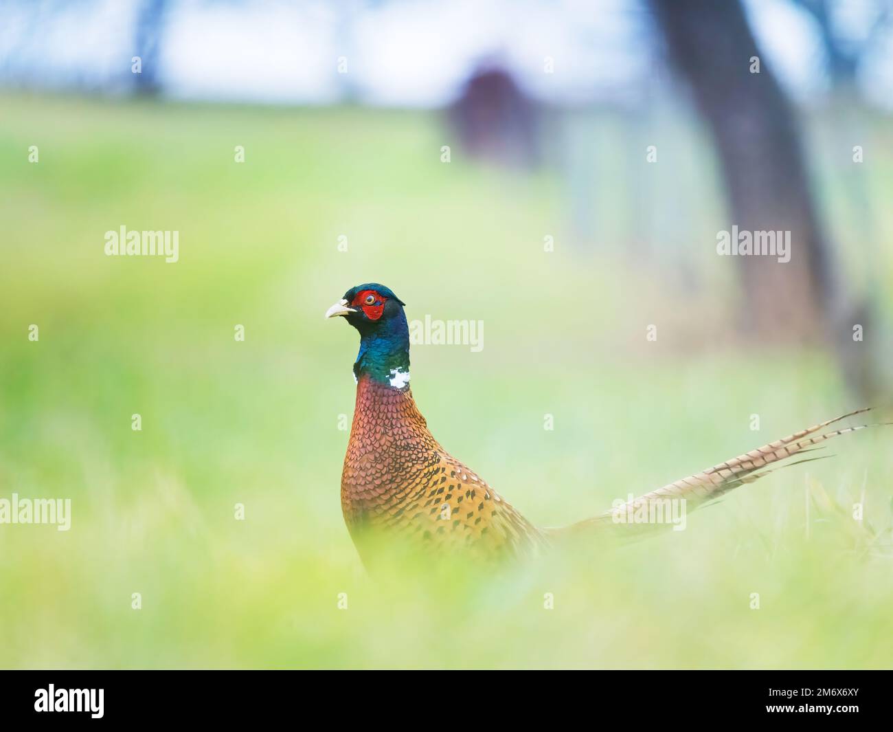 Wilden Fasan auf einer Wiese Stockfoto